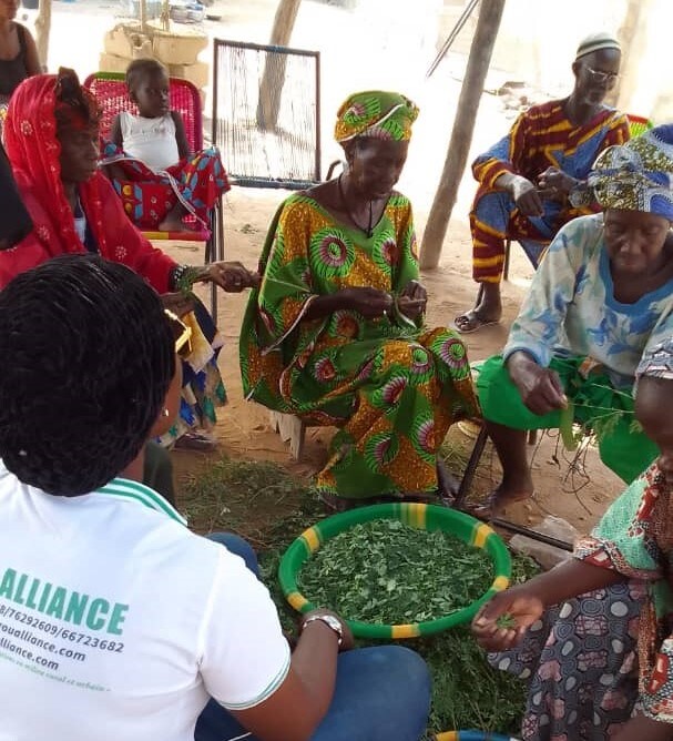Moringa Processing Moringa Processing